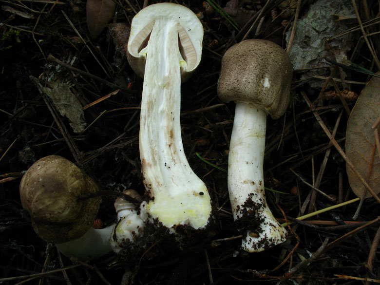 Agaricus praeclaresquamosus